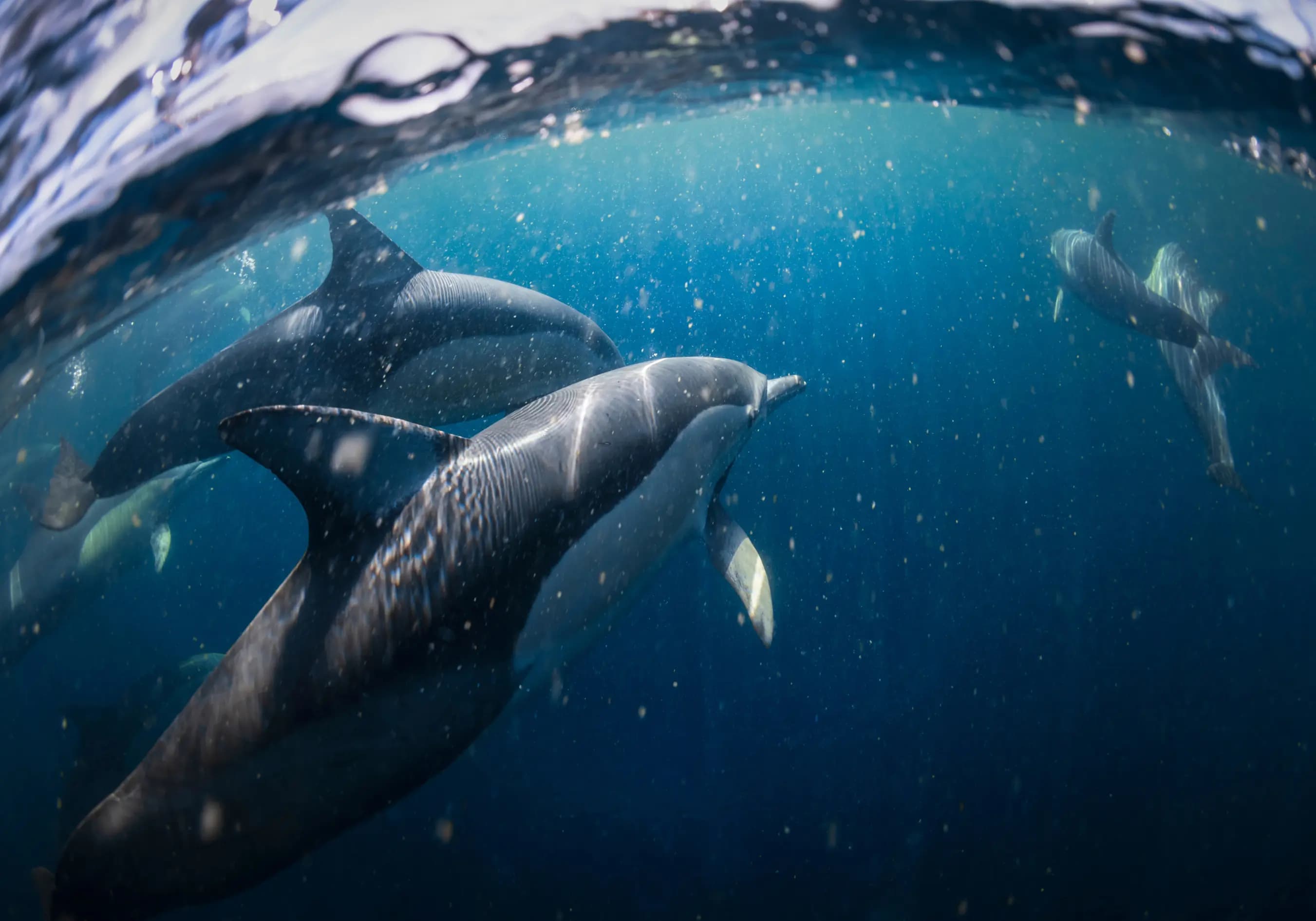 A small pod of dolphins swimming gracefully underwater