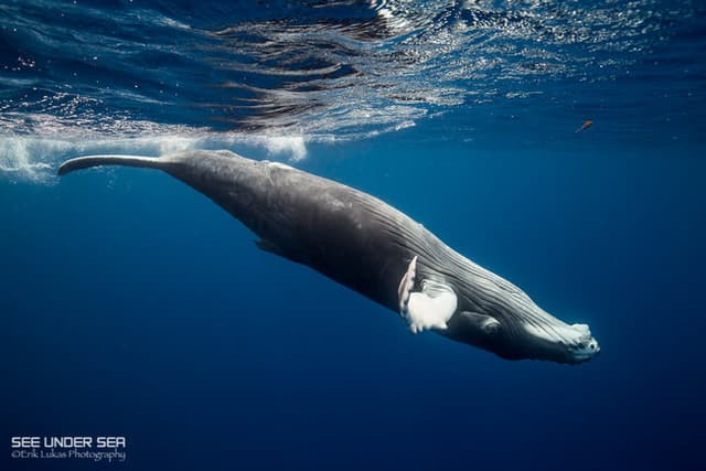 The World's Best Places to Swim with Whales