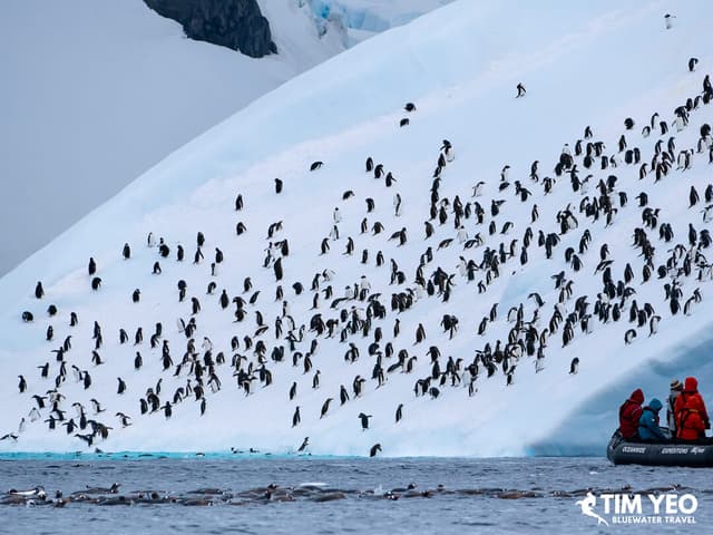 Antarctica Trip Recap March 2025