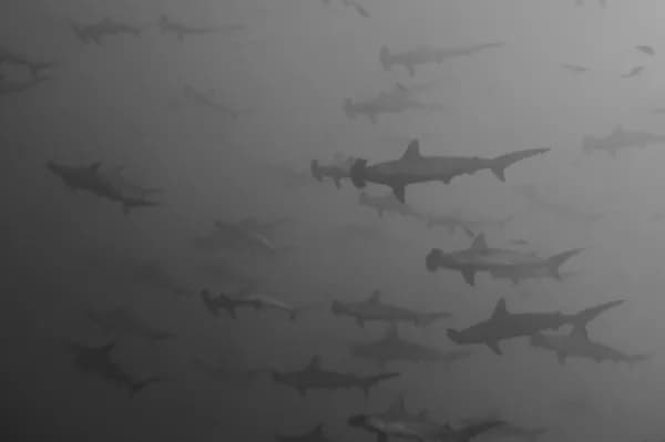 Top Remote & Off The Beaten Track Dive Destinations