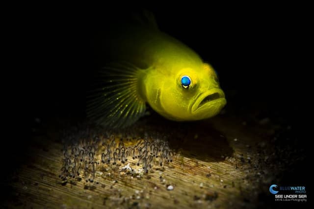 Anilao Philippines Ultimate Photo Workshop December 2025