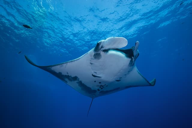 Komodo & Bali Liveaboard Adventure 2026