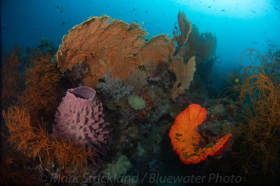 Papua New Guinea Trip Report - Oct/Nov 2019 - image Papua New Guinea Trip Report - Oct/Nov 2019 - image