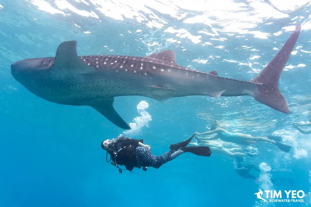 Beginner’s Guide to Swimming with Whales & Whale Sharks - image Beginner’s Guide to Swimming with Whales & Whale Sharks - image