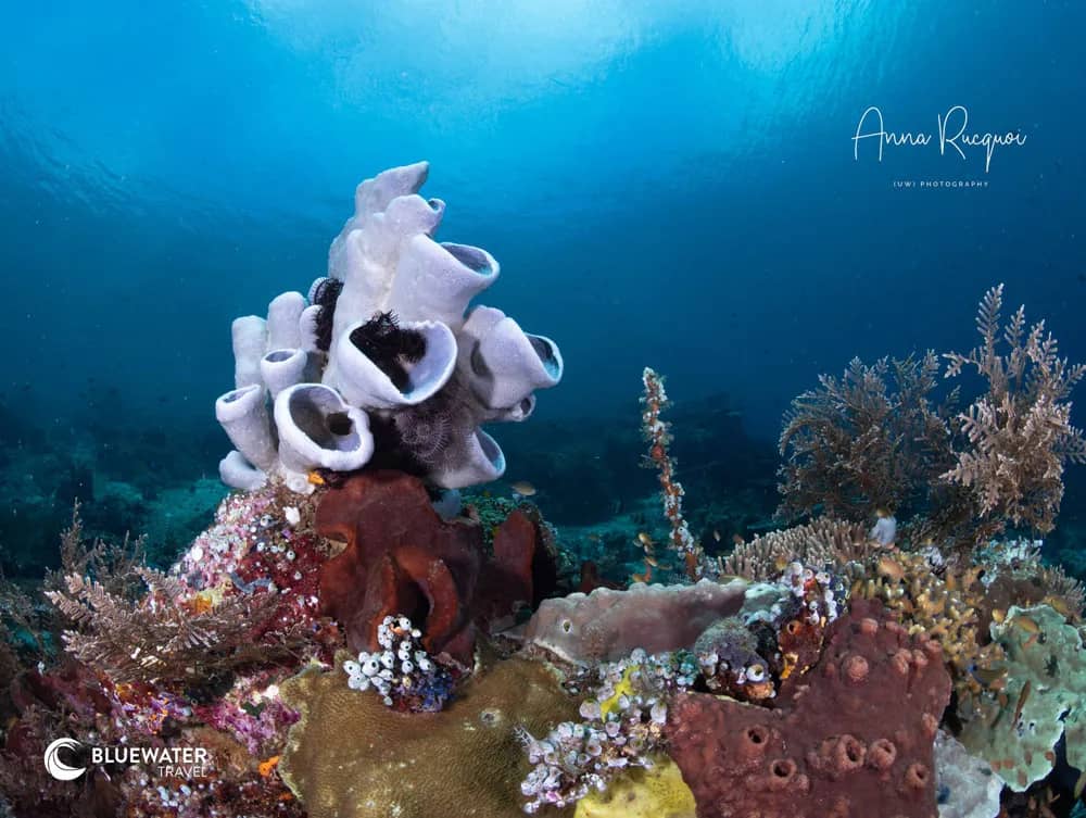 Destinations That Rival Raja: 3 Alternatives to Raja Ampat for World-Class Diving Destinations That Rival Raja: 3 Alternatives to Raja Ampat for World-Class Diving