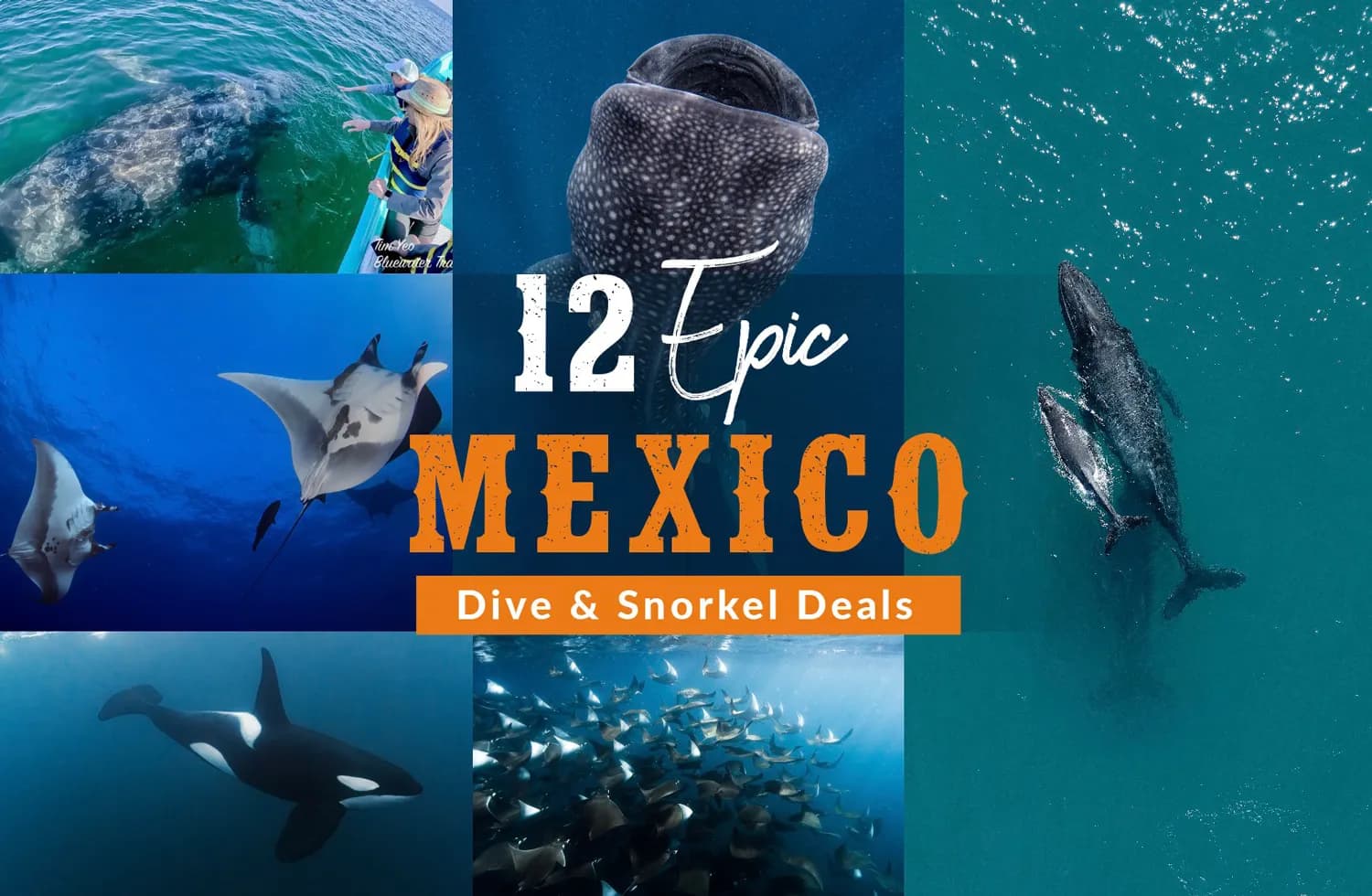 12 Epic Mexico Dive & Snorkel deals - image 12 Epic Mexico Dive & Snorkel deals - image