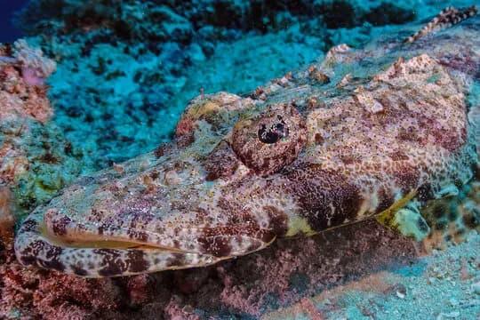 Best Scuba Diving in Zanzibar, Tanzania & Kenya - image Best Scuba Diving in Zanzibar, Tanzania & Kenya - image