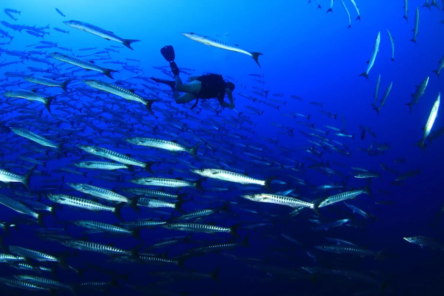 Best Scuba Diving in Saudi Arabia - image Best Scuba Diving in Saudi Arabia - image