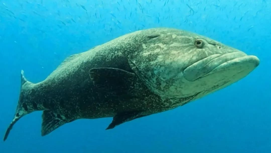 Best Scuba Diving in Mozambique - image Best Scuba Diving in Mozambique - image