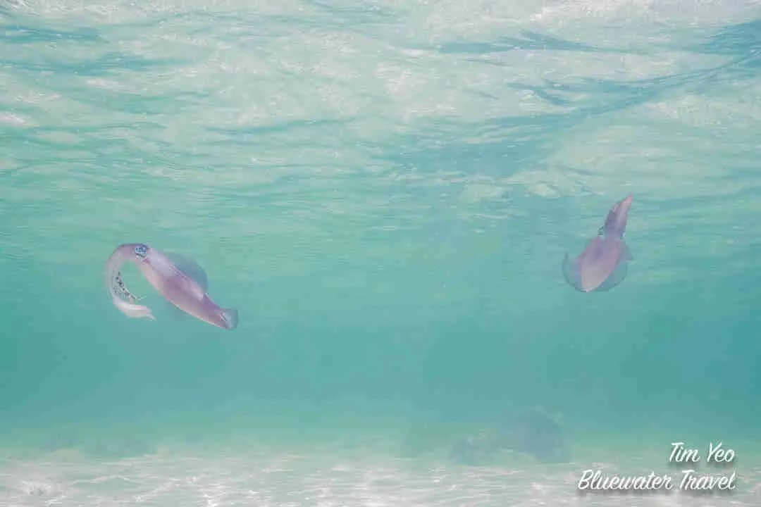 Best Scuba Diving in Red Sea - image Best Scuba Diving in Red Sea - image