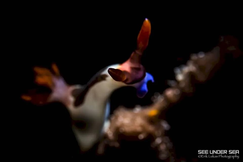 Best Scuba Diving in Alor - image Best Scuba Diving in Alor - image