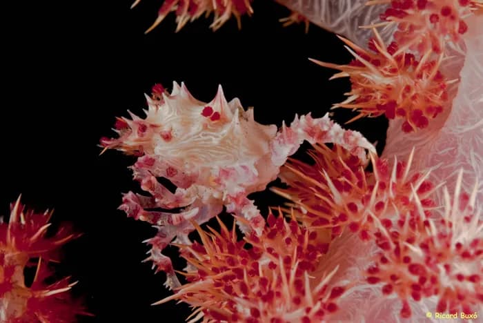 Best Scuba Diving in Cenderawasih Bay - image Best Scuba Diving in Cenderawasih Bay - image