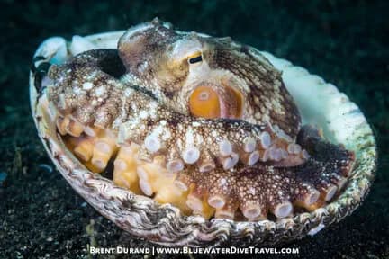 Best Scuba Diving in Lembeh Strait - image Best Scuba Diving in Lembeh Strait - image