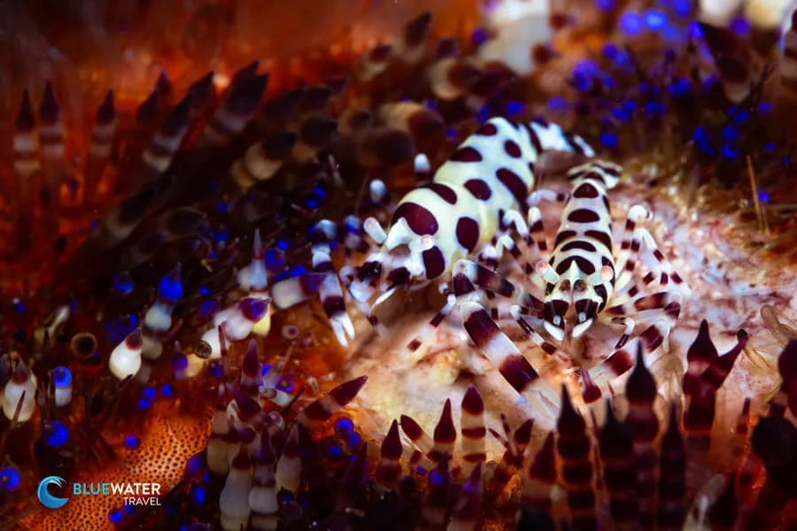 Best Scuba Diving in Dumaguete - image Best Scuba Diving in Dumaguete - image