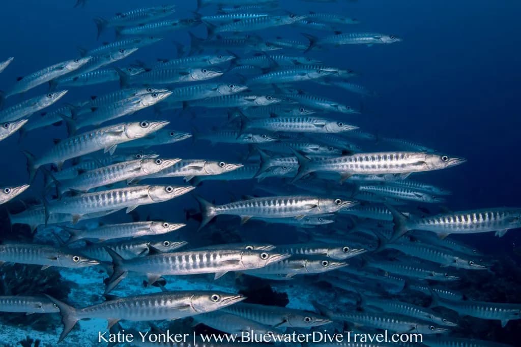 Best Scuba Diving in Tubbataha Reef - image Best Scuba Diving in Tubbataha Reef - image