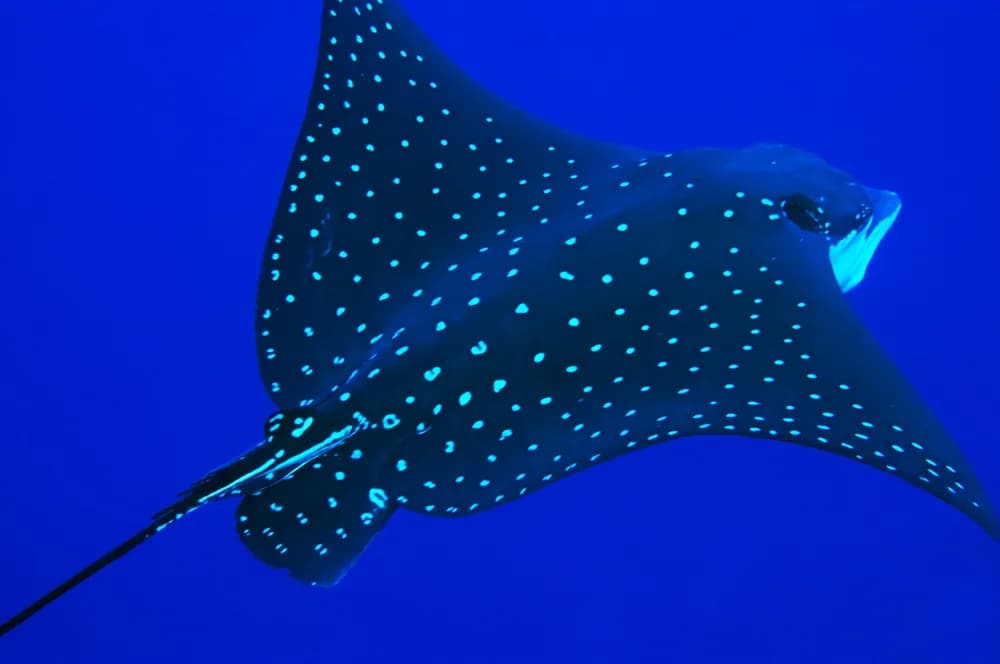 Best Scuba Diving in Kosrae - image Best Scuba Diving in Kosrae - image