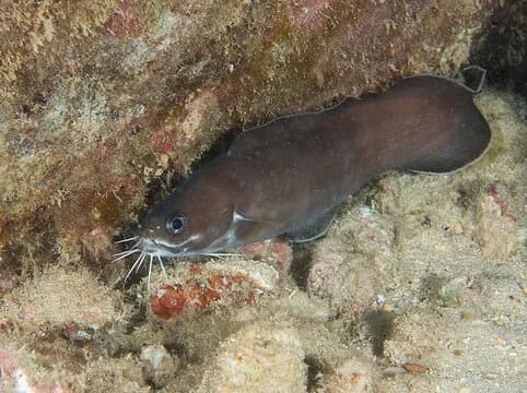 Best Scuba Diving in Kauai - image Best Scuba Diving in Kauai - image