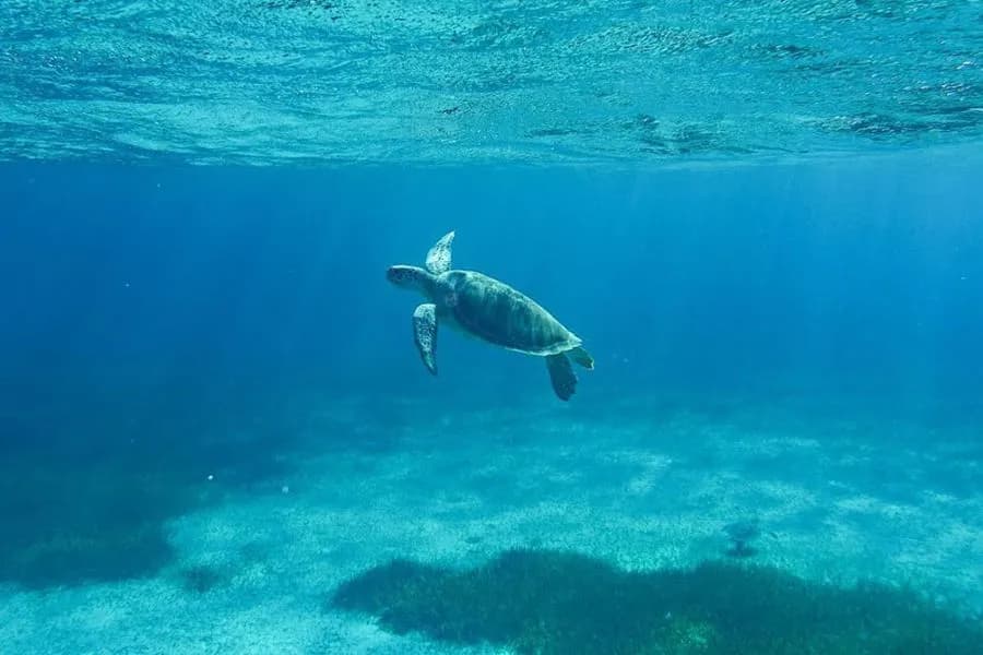 Dive Provo - image Dive Provo - image