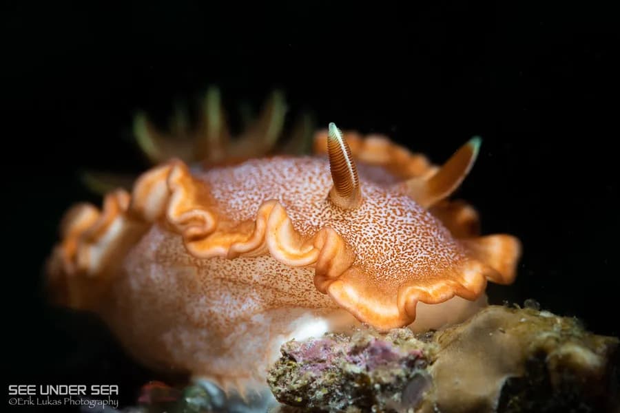 Carousel - image Carousel - image