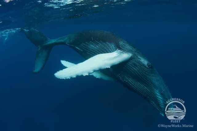 Silver Banks Whale Swimming February 2026 Silver Banks Whale Swimming February 2026