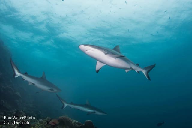 Fiji Ultimate 10-night Soft Coral & Shark Liveaboard Trip Oct 2027 Fiji Ultimate 10-night Soft Coral & Shark Liveaboard Trip Oct 2027