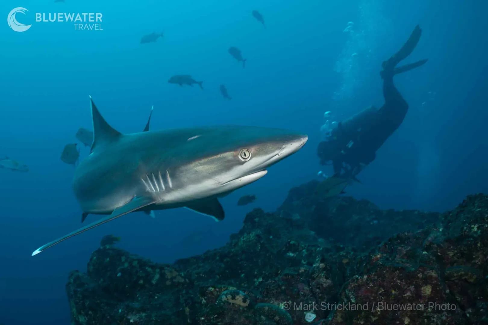 Carousel - image Carousel - image