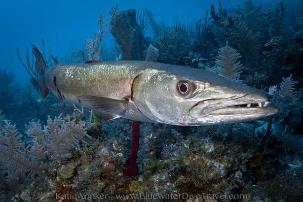 Avalon Outdoor Cuba - image Avalon Outdoor Cuba - image