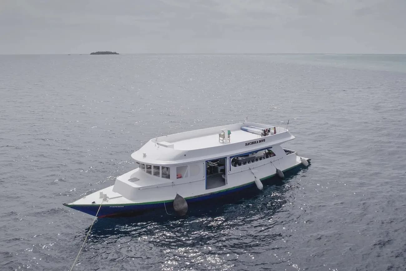 Sachika - image Sachika - image