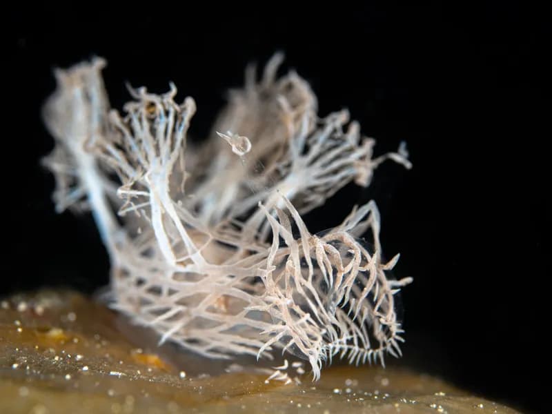 Sea Souls Dive Resort - image Sea Souls Dive Resort - image