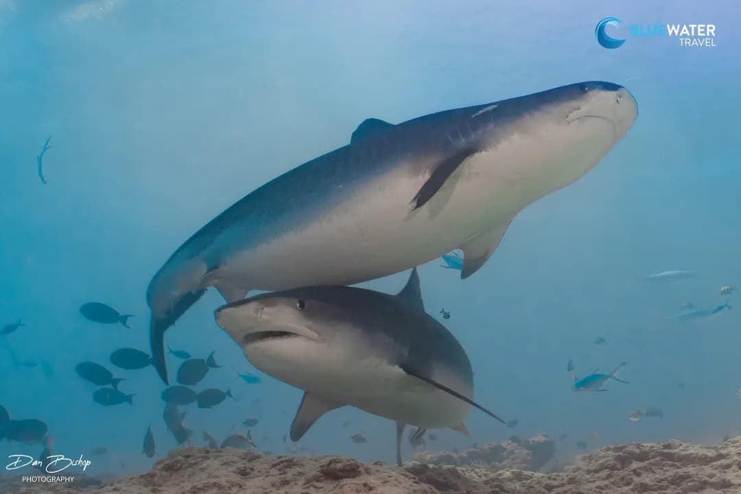 No alternative text provided No alternative text provided