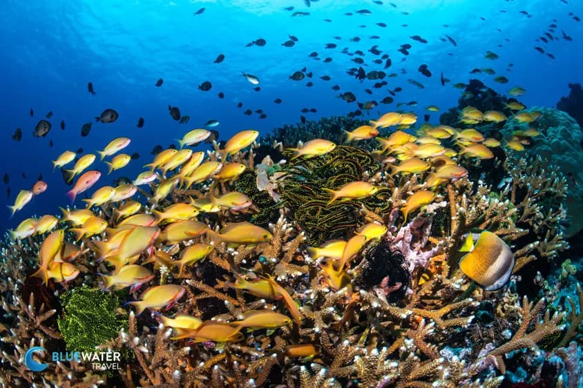 Philippines Dive Resorts - image Philippines Dive Resorts - image