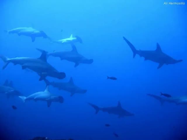 Bluewater Mexico Adventures Bluewater Mexico Adventures